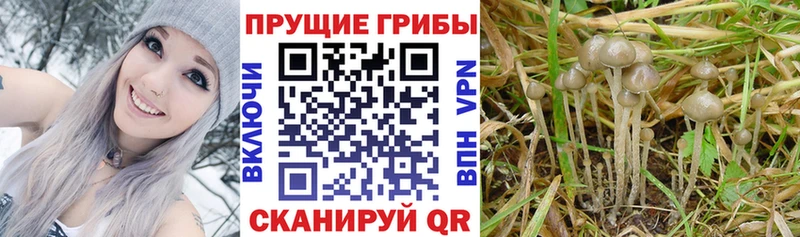 Псилоцибиновые грибы Cubensis  Брюховецкая 